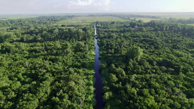 Water way in the jungle between thick forest trees, sky reveal
