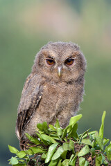 Eurasian scoop owls on a tree branch	
