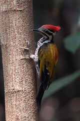 Common flameback woodpeckers on a tree branch 