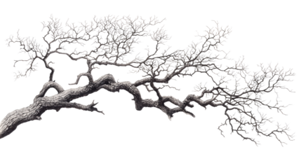 Intricate Black and White Drawing of a Tree Branch with Detailed Twists