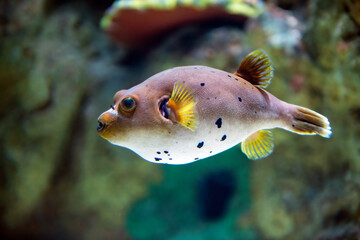 Blackspotted Puffer fish © PixilRay