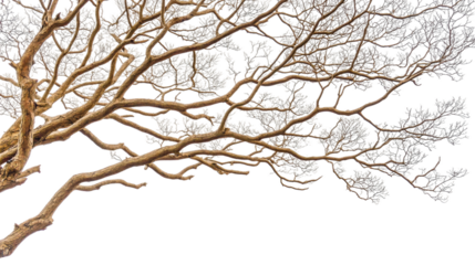 Intricate Black and White Drawing of a Tree Branch with Detailed Twists