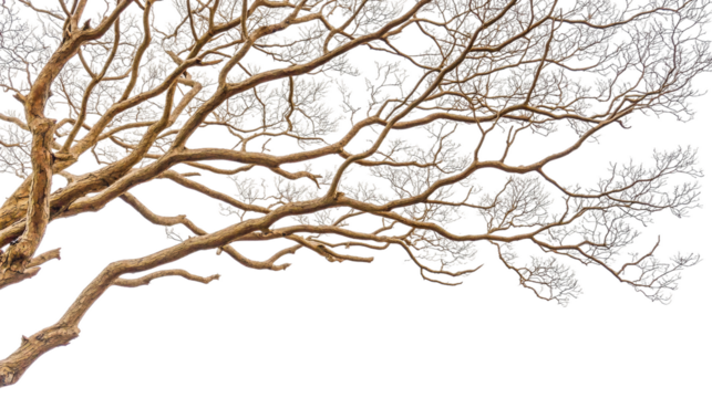 Intricate Black and White Drawing of a Tree Branch with Detailed Twists