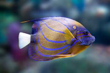 Blue-ringed Angelfish swimming in a coral reef