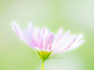 秋の公園や花壇を彩るコスモスのある風景。背景。自然風景素材。