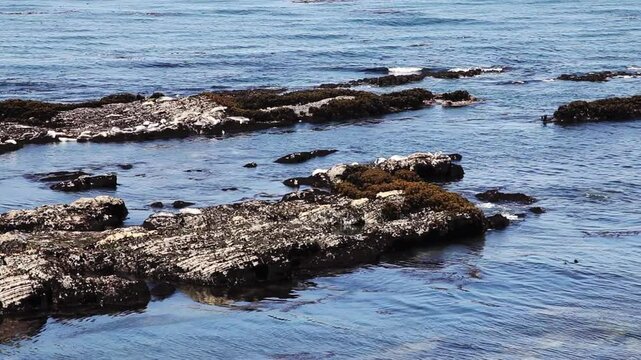 Shallow Ocean Waves Around Low Rocks With Gently Rocking Seaweed Gualala California
