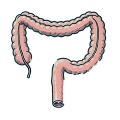 appendix	虫垂・盲腸
