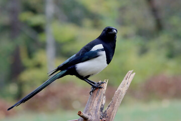 Eurasian magpie