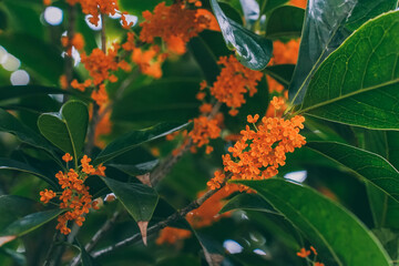 Flower of fragrant olive - Osmanthus fragrans var. aurantiacus - are blooming in Chengdu, China.