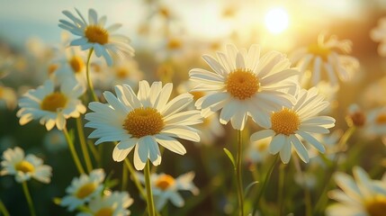 Fototapeta premium Sunlight shining through a field of daisies during a peaceful summer evening