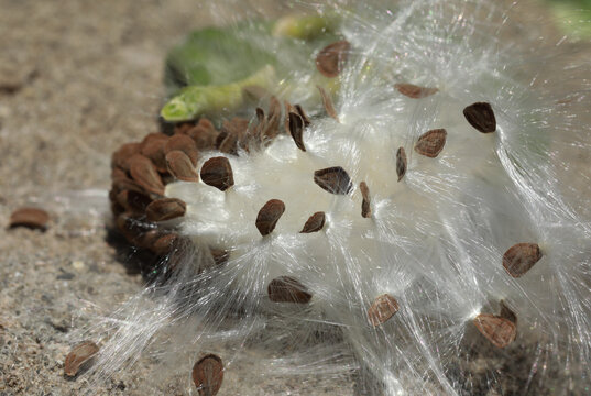 Calotropis procera seed pod closeup. Dry seed pod of calotropis procera.