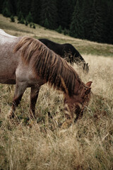 Fototapeta premium two horses