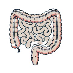large intestines	大腸