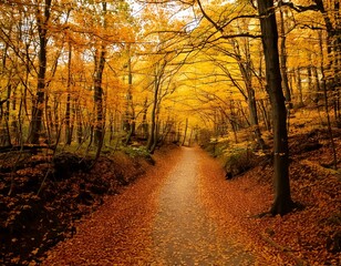 Obraz premium 단풍이 물든 오솔길