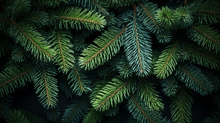 Christmas Fir tree brunch textured Background. Fluffy pine tree brunch close up.