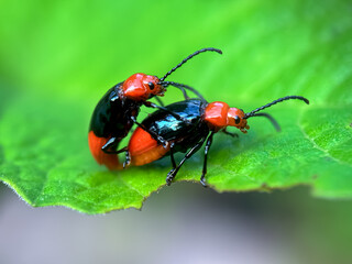 Close up of mating beetle