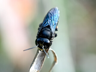 Close up of the valley carpenter bee (Xylocopa sonorina)