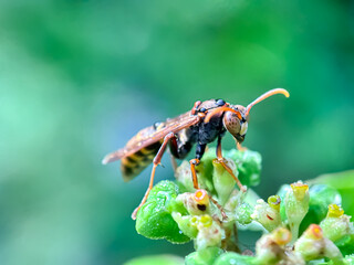 Close up of paper wasp, macro shot of paper wasp perched on flowering plants