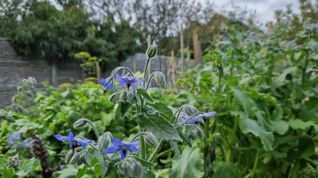 The seeds are used The borage plant contains essential oil and silicic acid. Fresh borage is rich in vitamin C. The seed contains a lot of garnalinolenic acid. Essential oil affects the secretion 