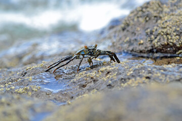 One tiny rock crab on the rocks facing away from the Pacific Ocean, Guanacaste Province, Costa Rica 