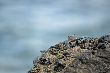 One tiny rock crab on the rocks facing the Pacific Ocean, Guanacaste Province, Costa Rica 