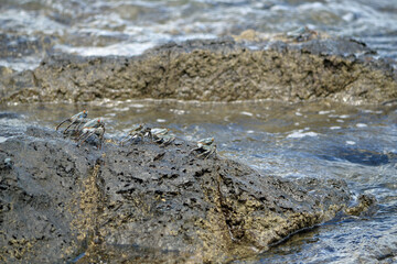 Five tiny rock crabs on the rocks at the Pacific Ocean, Guanacaste Province, Costa Rica 