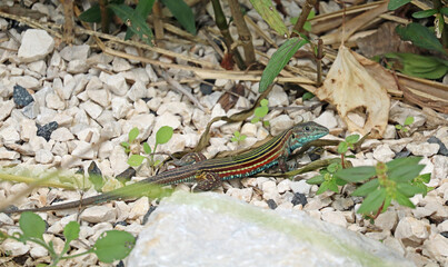 Rainbow Racerunner Lizard in a white rock bed, its skin partially shed, Guanacaste Province, Costa Rica