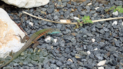 Rainbow Racerunner Lizard in a black rock bed, its skin partially shed, Guanacaste Province, Costa Rica