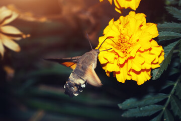 The evening or night insect drinks nectar on the flight from yellow flower using a long proboscis. The Hummingbird hawk-moth (macroglossum stellatarum) wildlife macro photo.