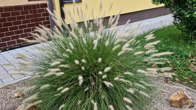 ornamental flower bed with perennial pine and gray granite boulders, mulched bark and pebbles in an urban setting near the parking lot shopping center.