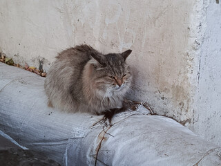 A fluffy homeless cat lies and warms itself on a hot pipe in winter. Street animals. Space for text. Street cats.