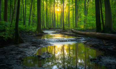 Obraz premium Spectacular Nature and Scenic Wonders: Golden Hour Sunsets, Lush Forests, Tranquil Beaches, and Vibrant Fields of Flowers in Stunning Views