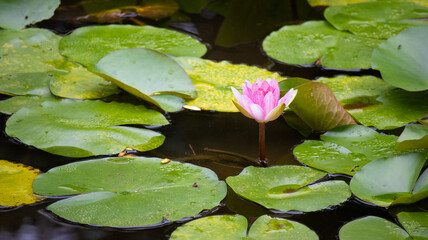 ピンクの蓮の花