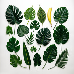 Photography of Lush Greenery Showcase of diverse green leaves, featuring large, glossy broad monstera leaves 