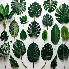 Photography of Lush Greenery Showcase of diverse green leaves, featuring large, glossy broad monstera leaves 