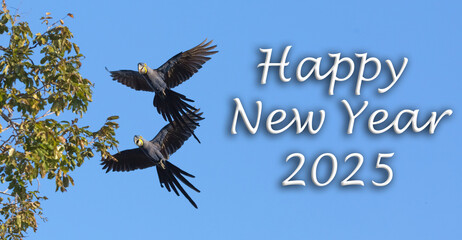Happy New Year 2023, Hyacinth Macaw, Blue Bird, Aniimal, Pantanal, Wildlife, Brazil, Swamp