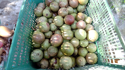 A pile of green sacao fruits in a green basket