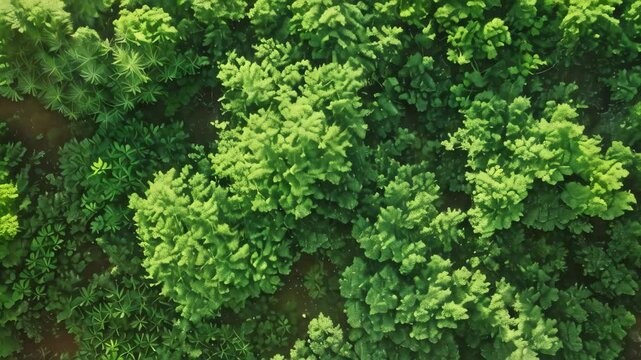 A top-down view of a dense forest, showcasing vibrant green foliage swaying gently in the wind, Lush green trees swaying in a gentle breeze