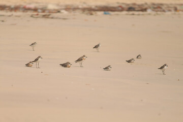 birds on the beach - [Piping plover]