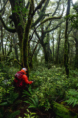 Man hiking through forest in New Zealand