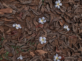 White frangipani flowers among a pile of dry leaves