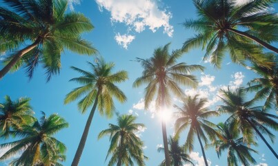Tropical palm trees under blue skies and sunshine on a sunny day