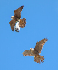 Peregrine falcon 
