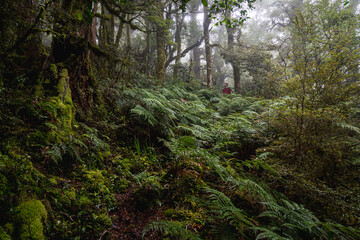 Hiker in a misty forest in New Zealand