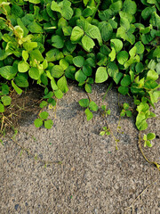 This combination of creeping plants and cement floors can be a beautiful background or wallpaper