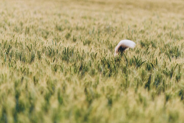 Australian Shepherd dog tail in green rye field
