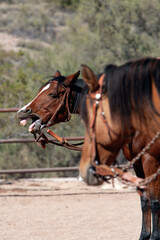 Fototapeta premium Horse neighing in dirt ring with another horse nearby