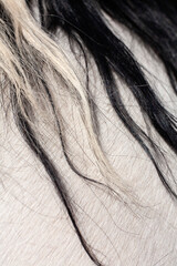 Detail of horses black and white mane vertical