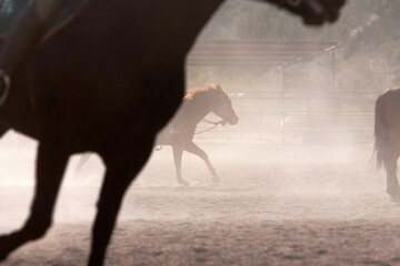 Horses kicking up dust in western riding ring