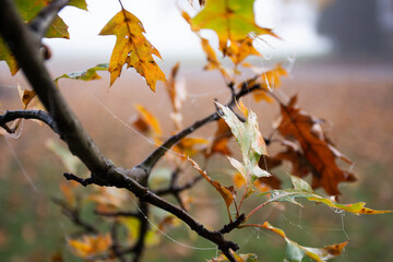Crisp autumn leaves against morning fog